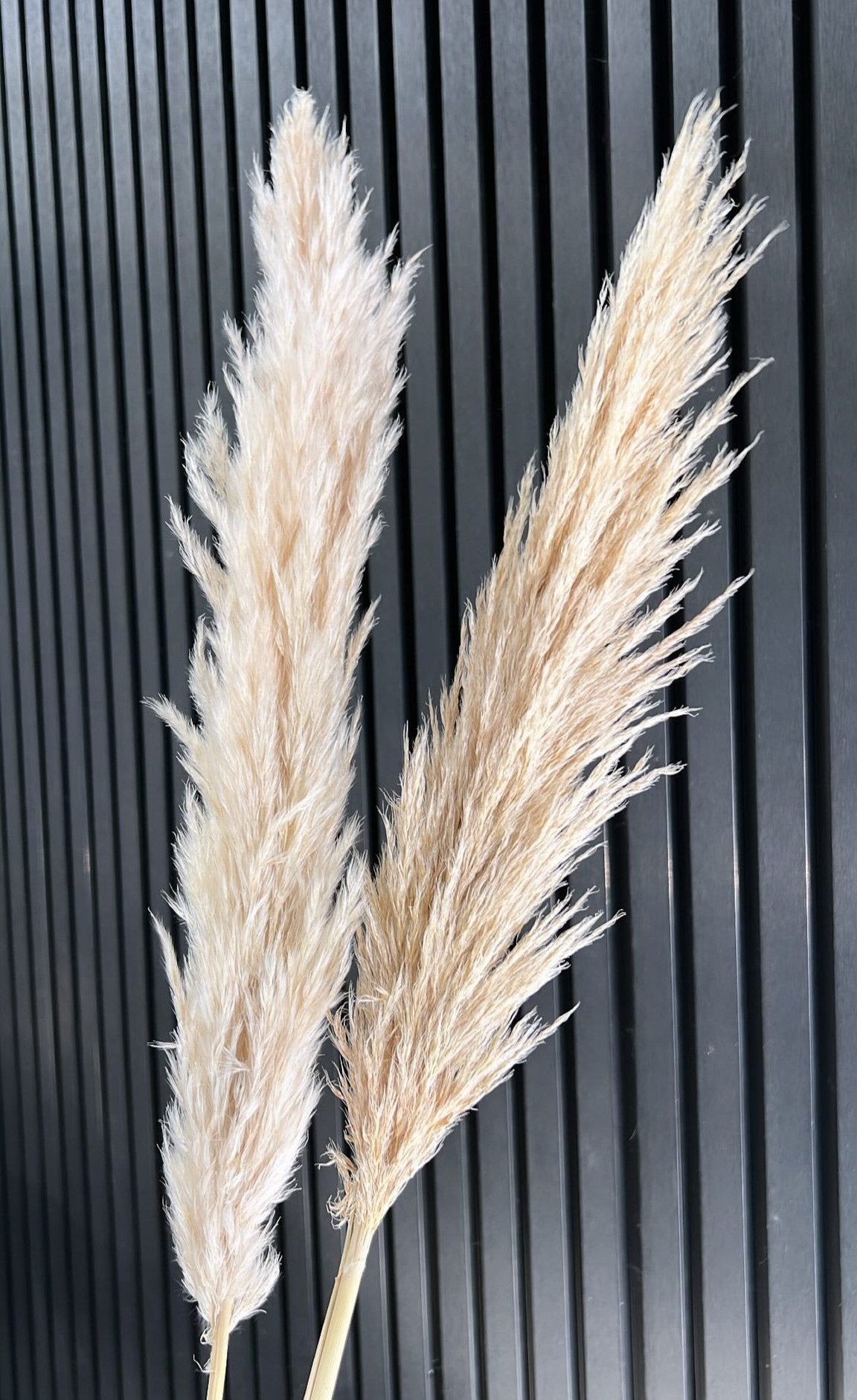 Pampas - Beige x4