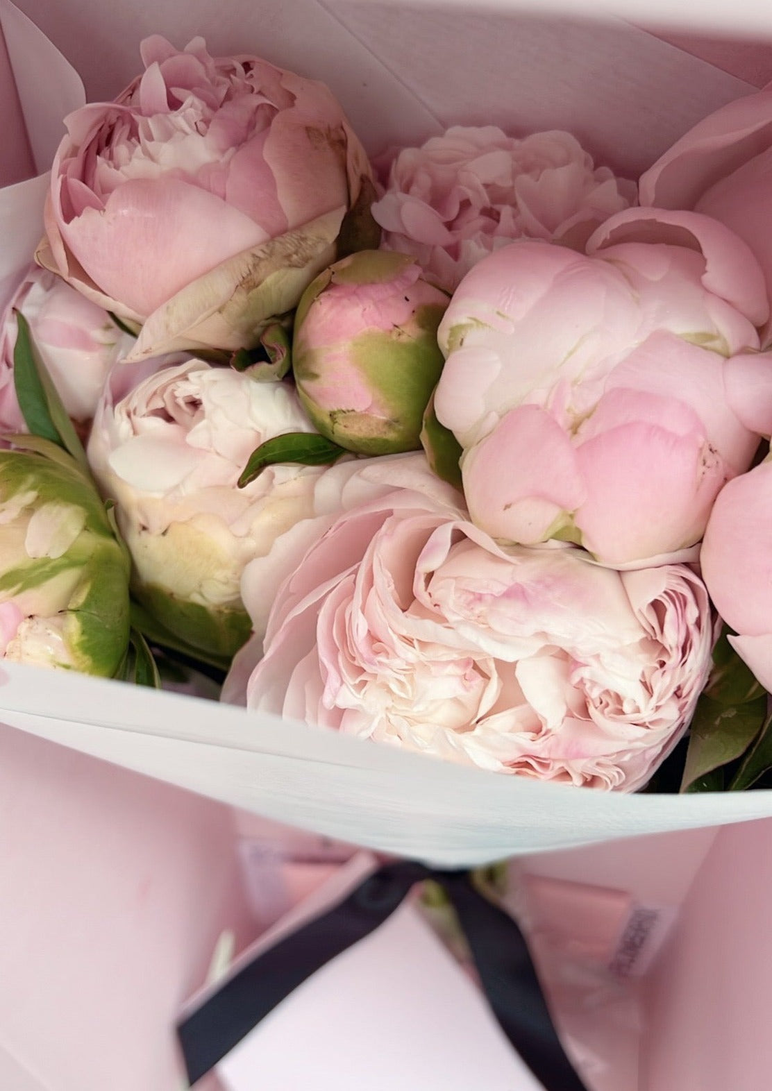 Pink Peonies