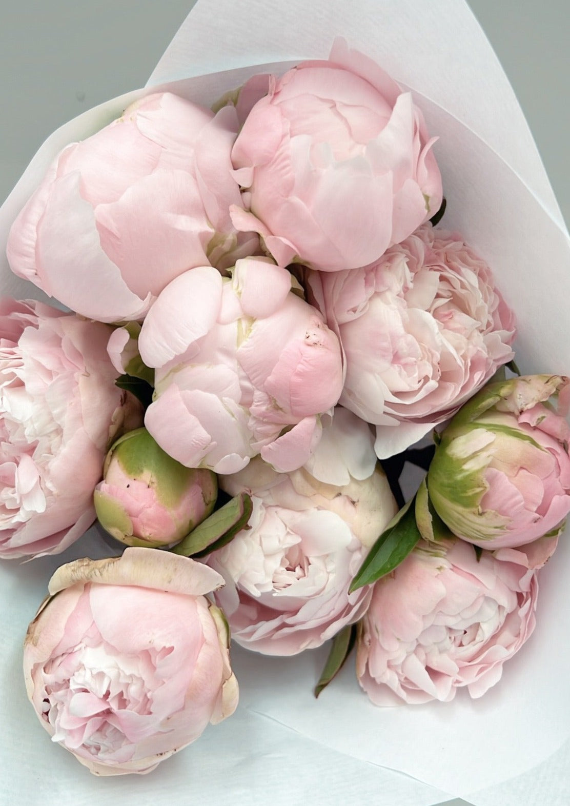 Pink Peonies