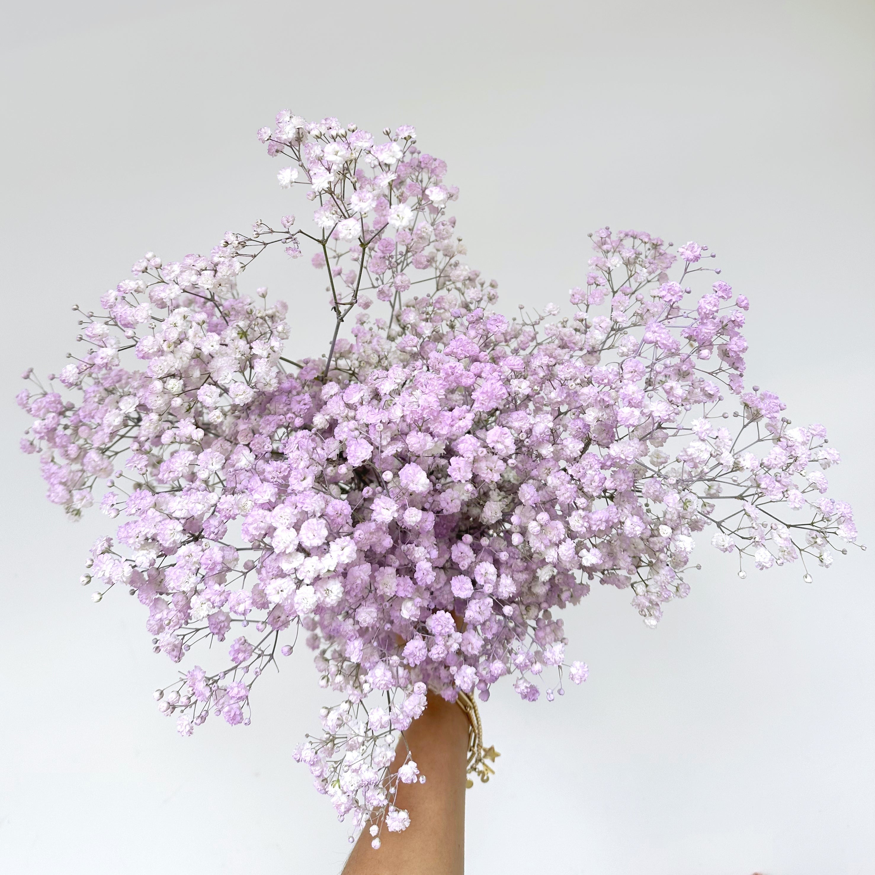 Lilac Gypsophila
