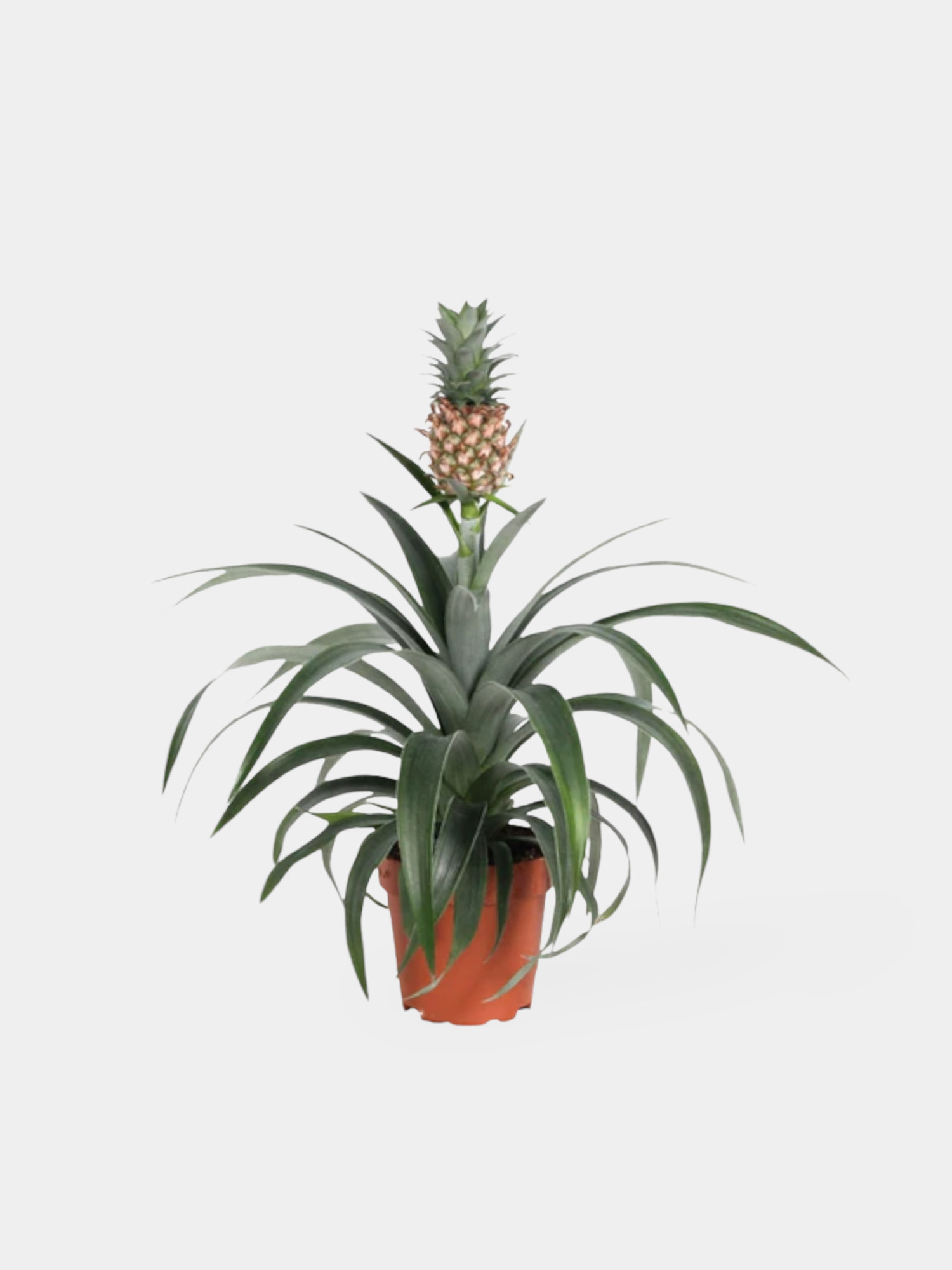 Pineapple Plant Delivery UK