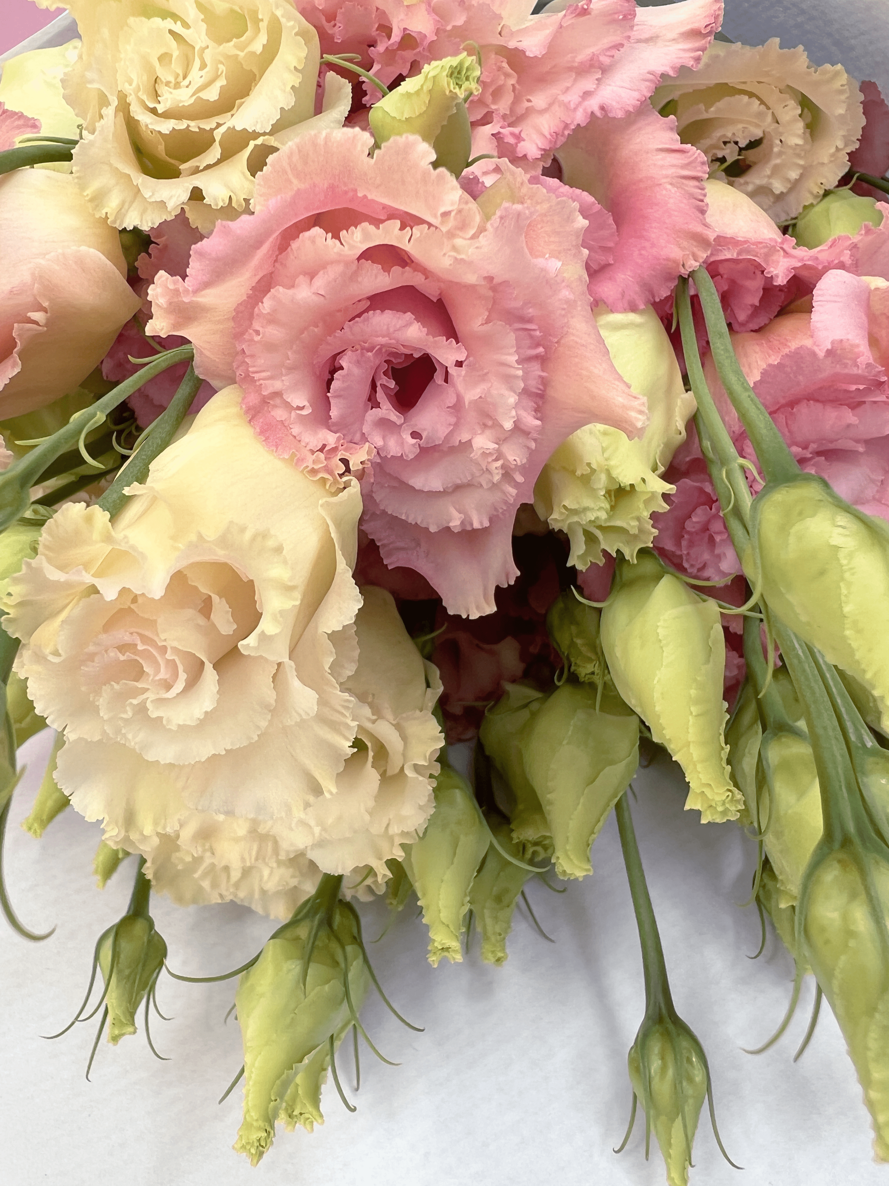 Apricot Eustoma Delivered - FLOWERFIX