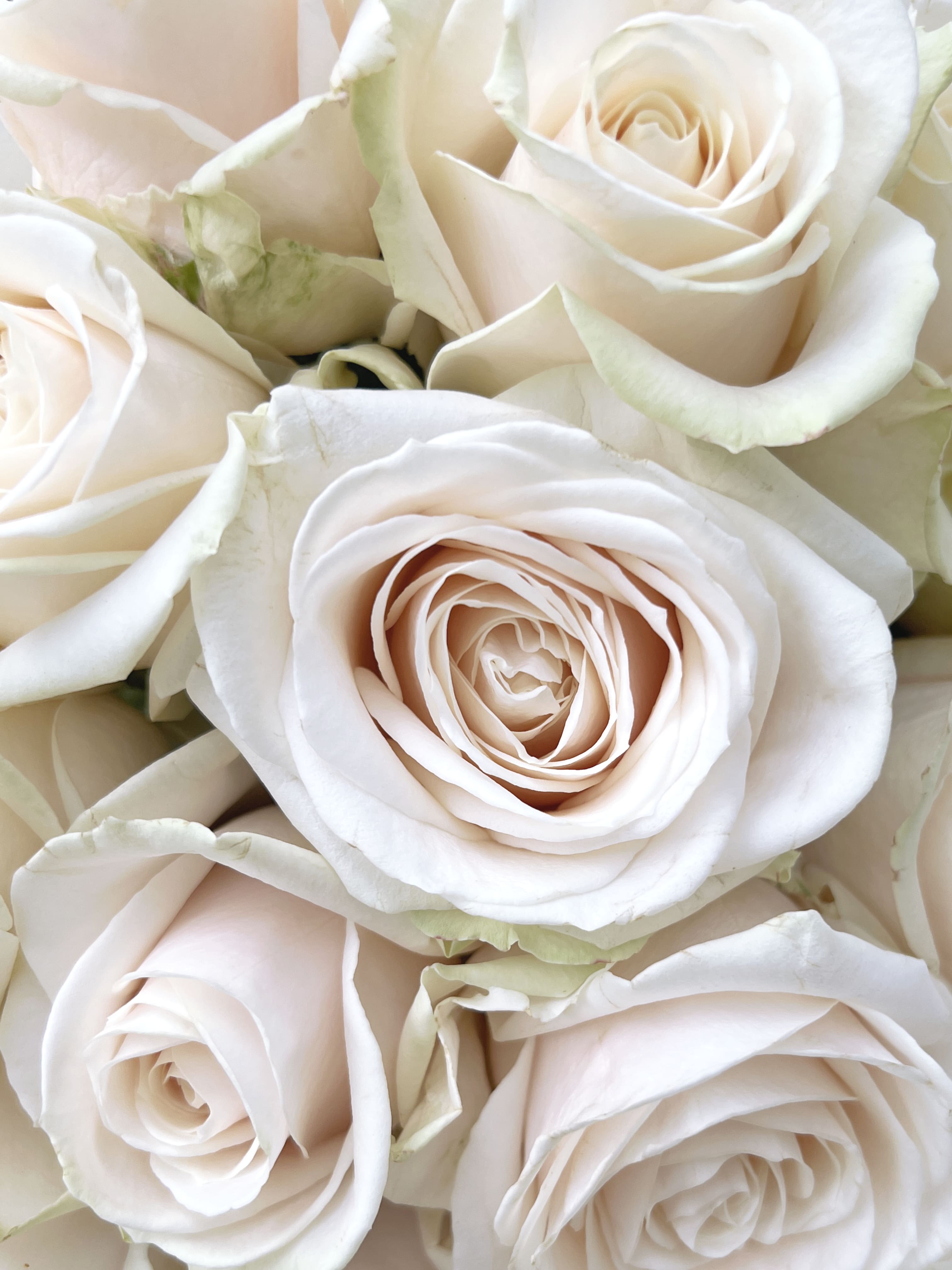 Dorchester Roses Close Up - FLOWERFIX Off White Roses