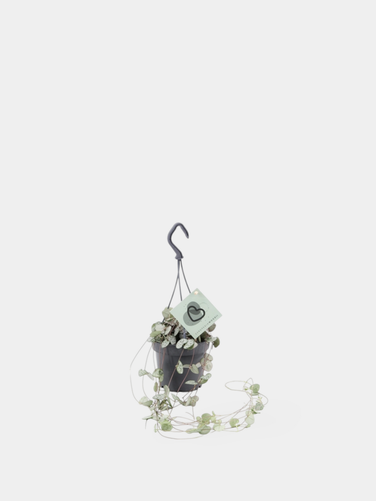 String of Hearts Plant (Ceropegia Woodii)
