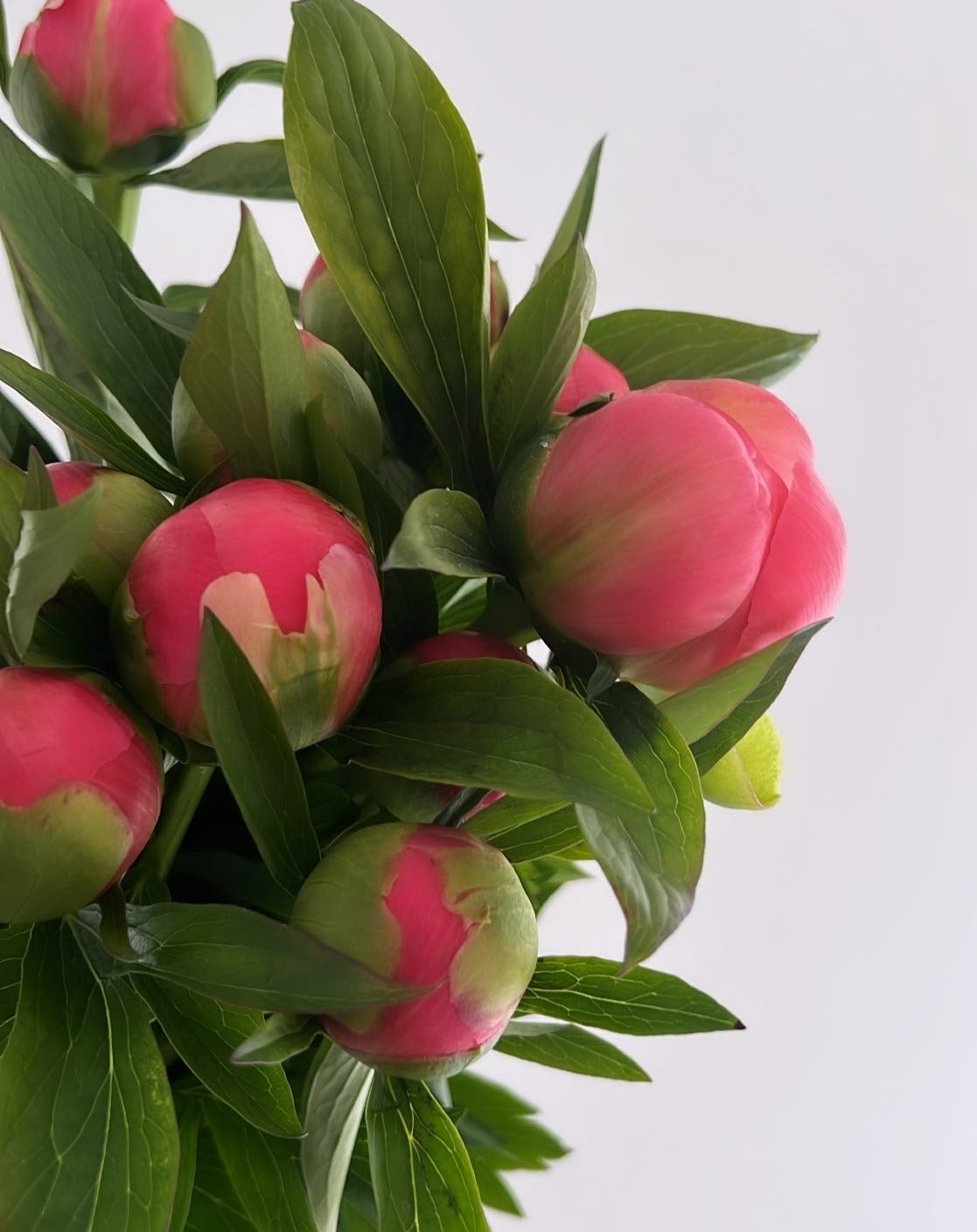 5 Coral Peonies - FLOWERFIX