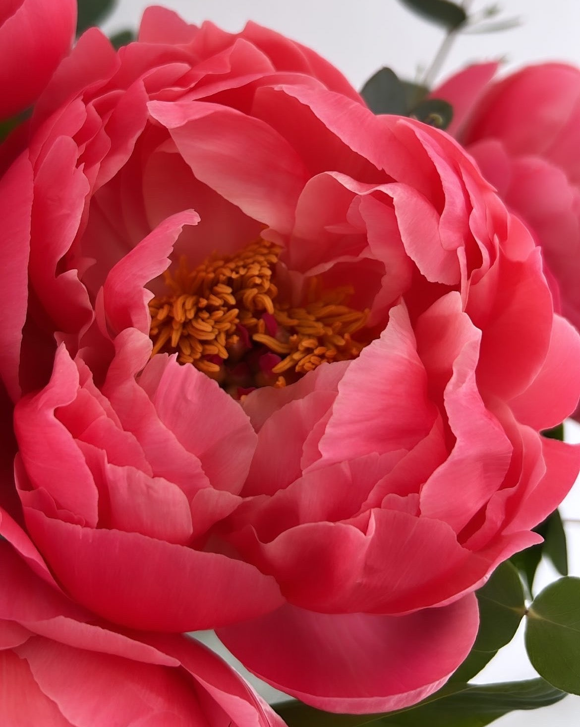 A Peony Cloud - FLOWERFIX