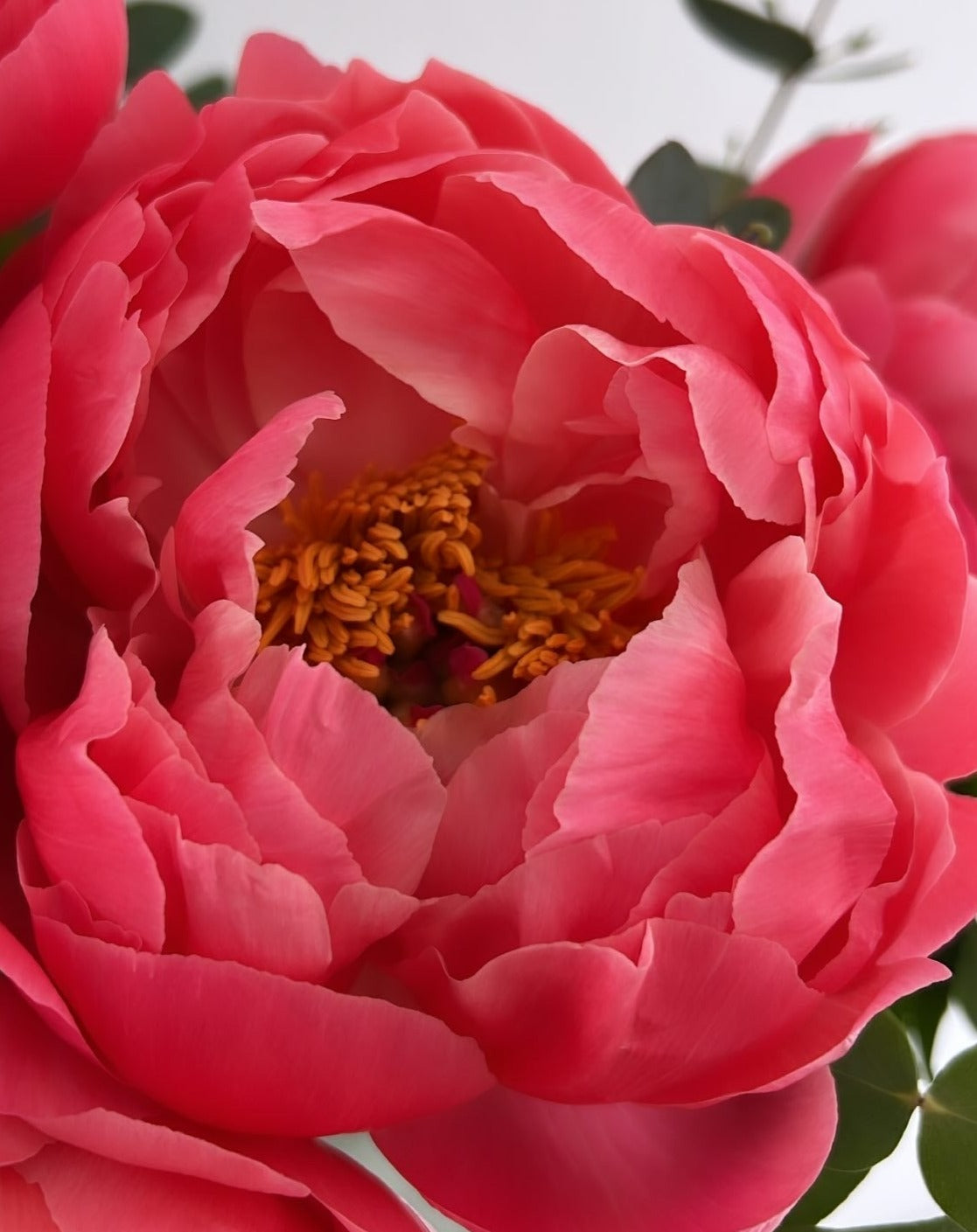 Coral Peonies - FLOWERFIX
