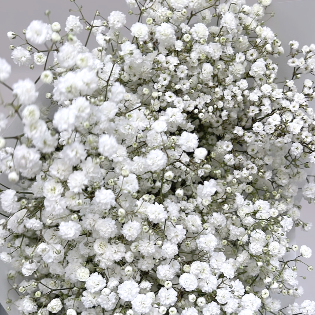Baby's Breath