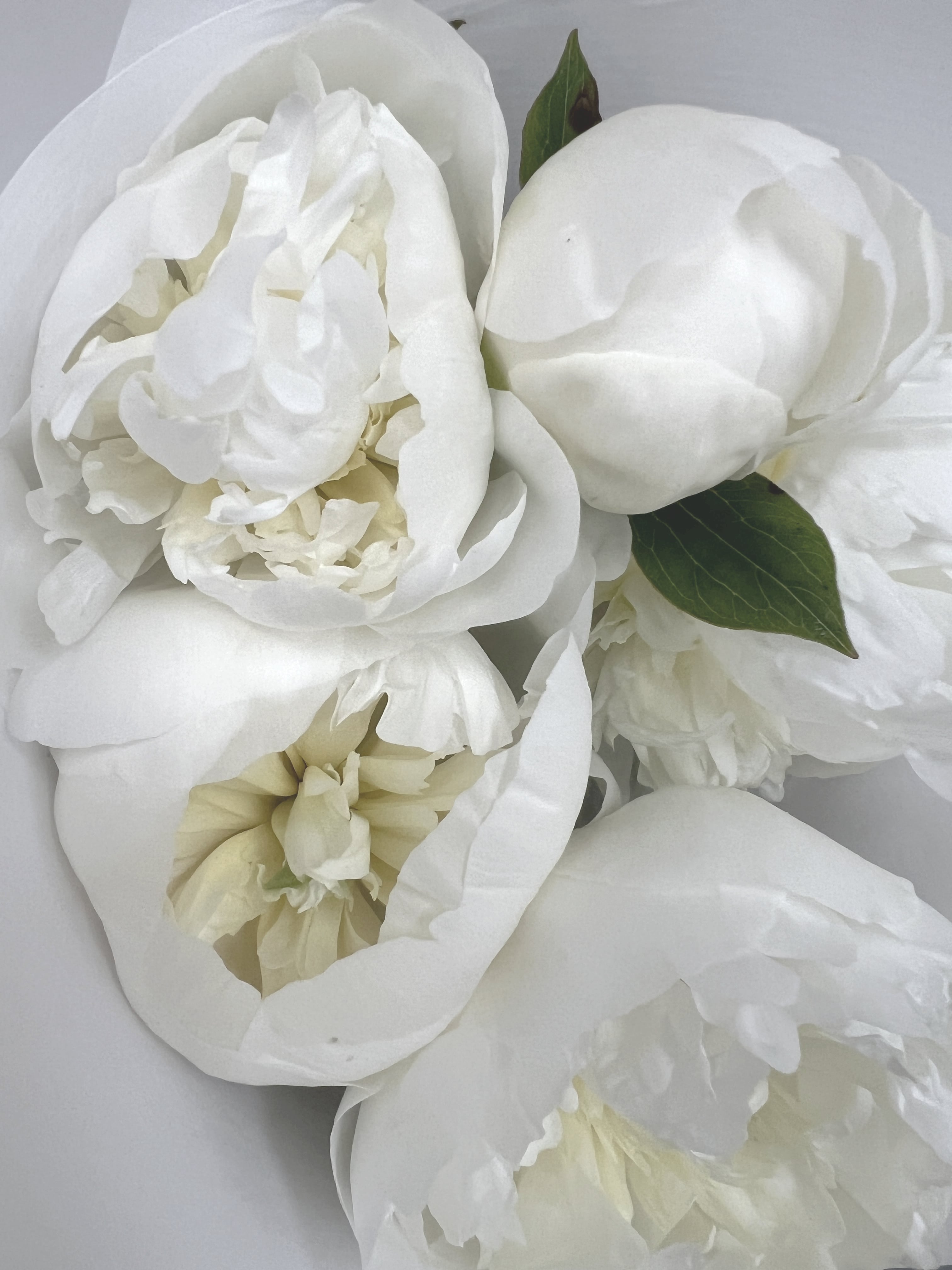 Close up of White Peonies