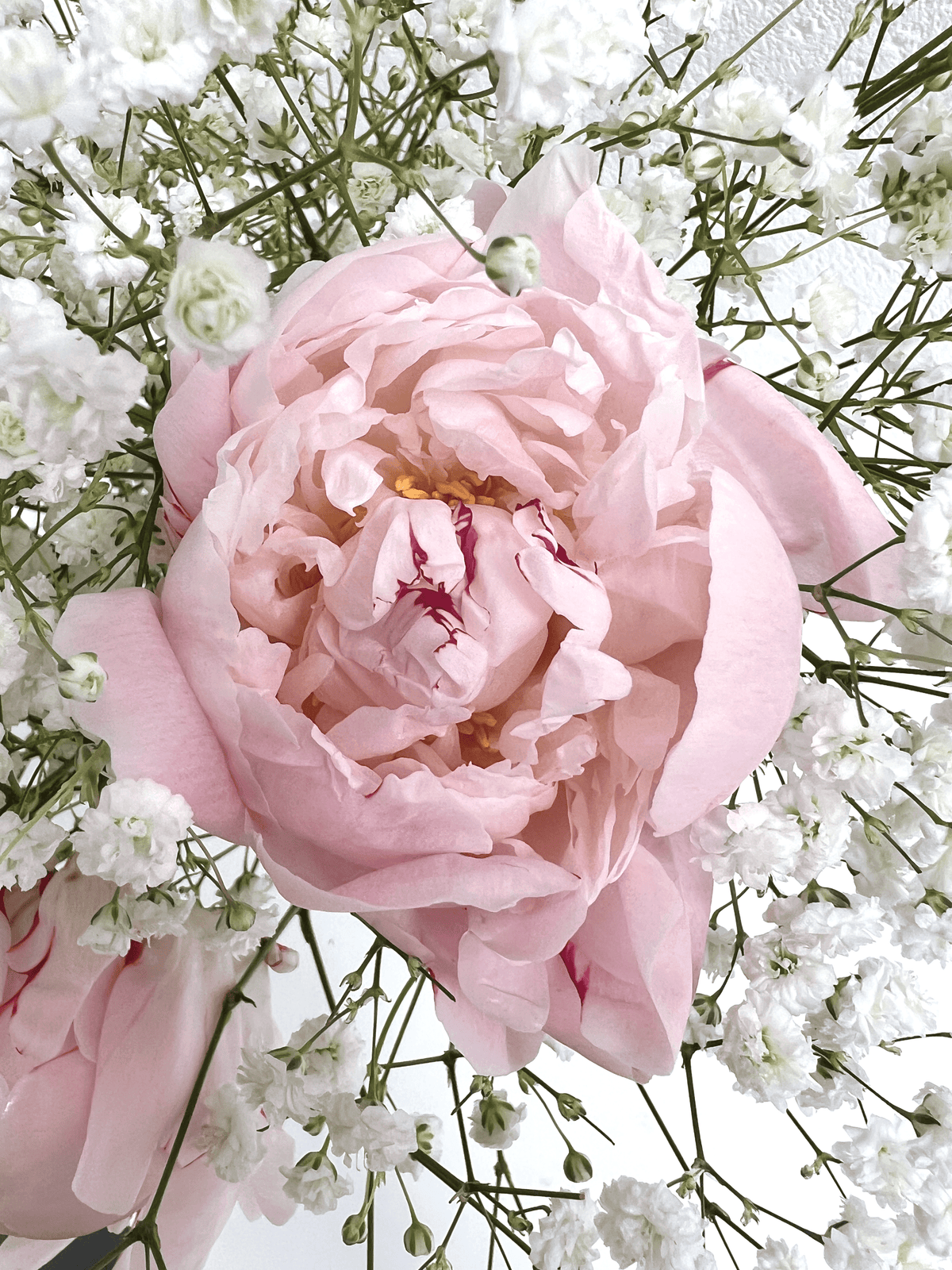 5 Pink Peonies - FLOWERFIX