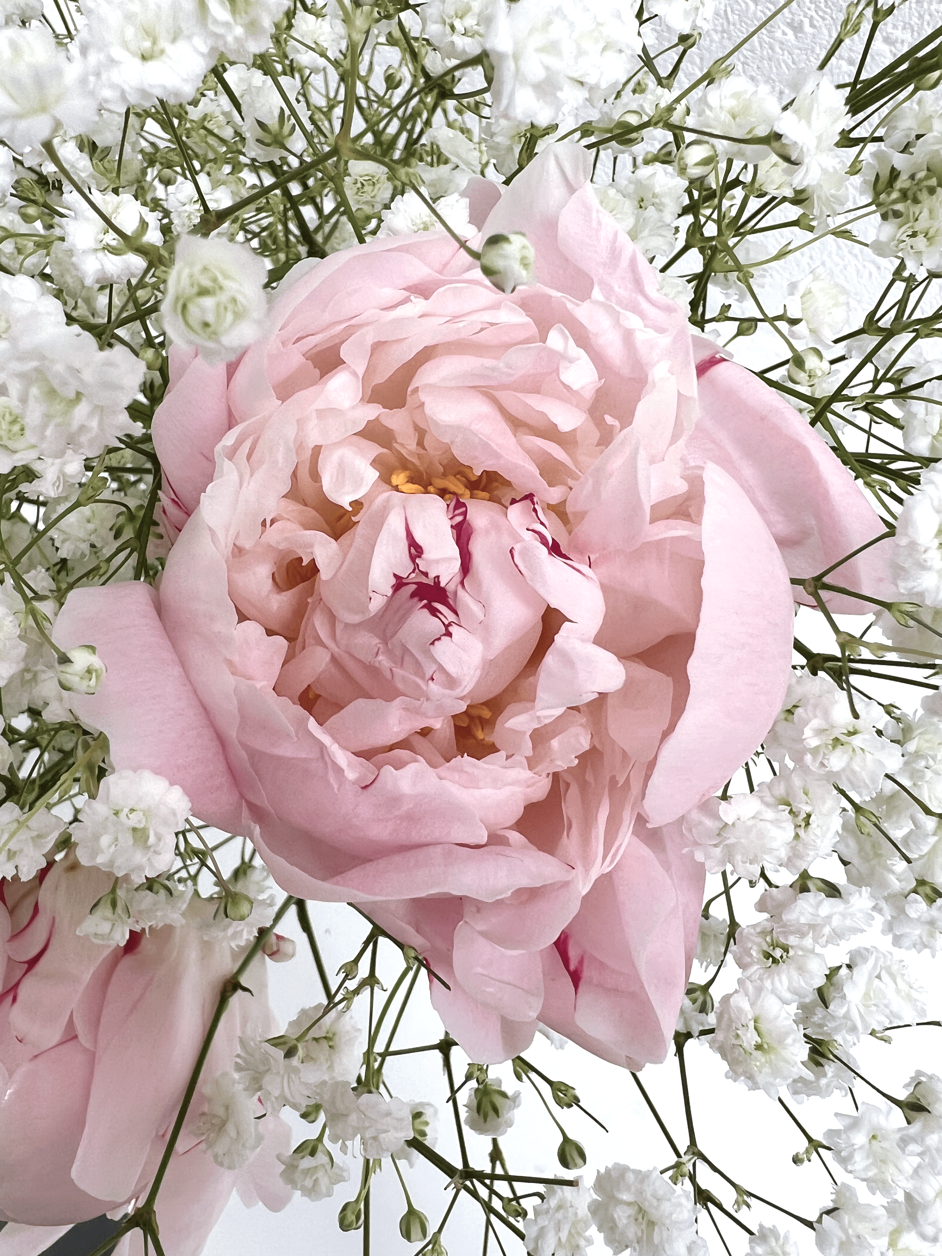 Pink Peonies - FLOWERFIX