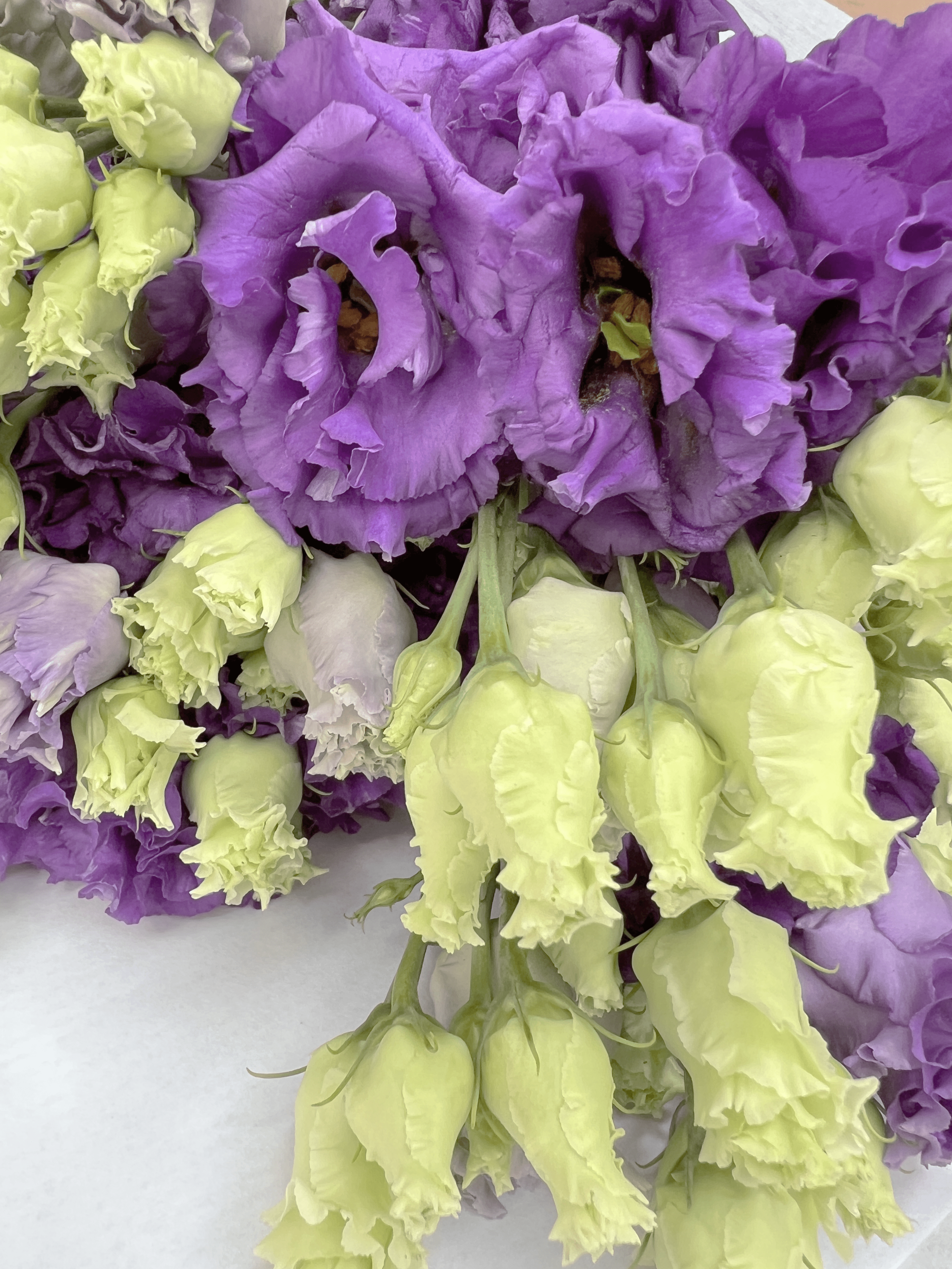 Purple Eustoma (Lisianthus) - FLOWERFIX