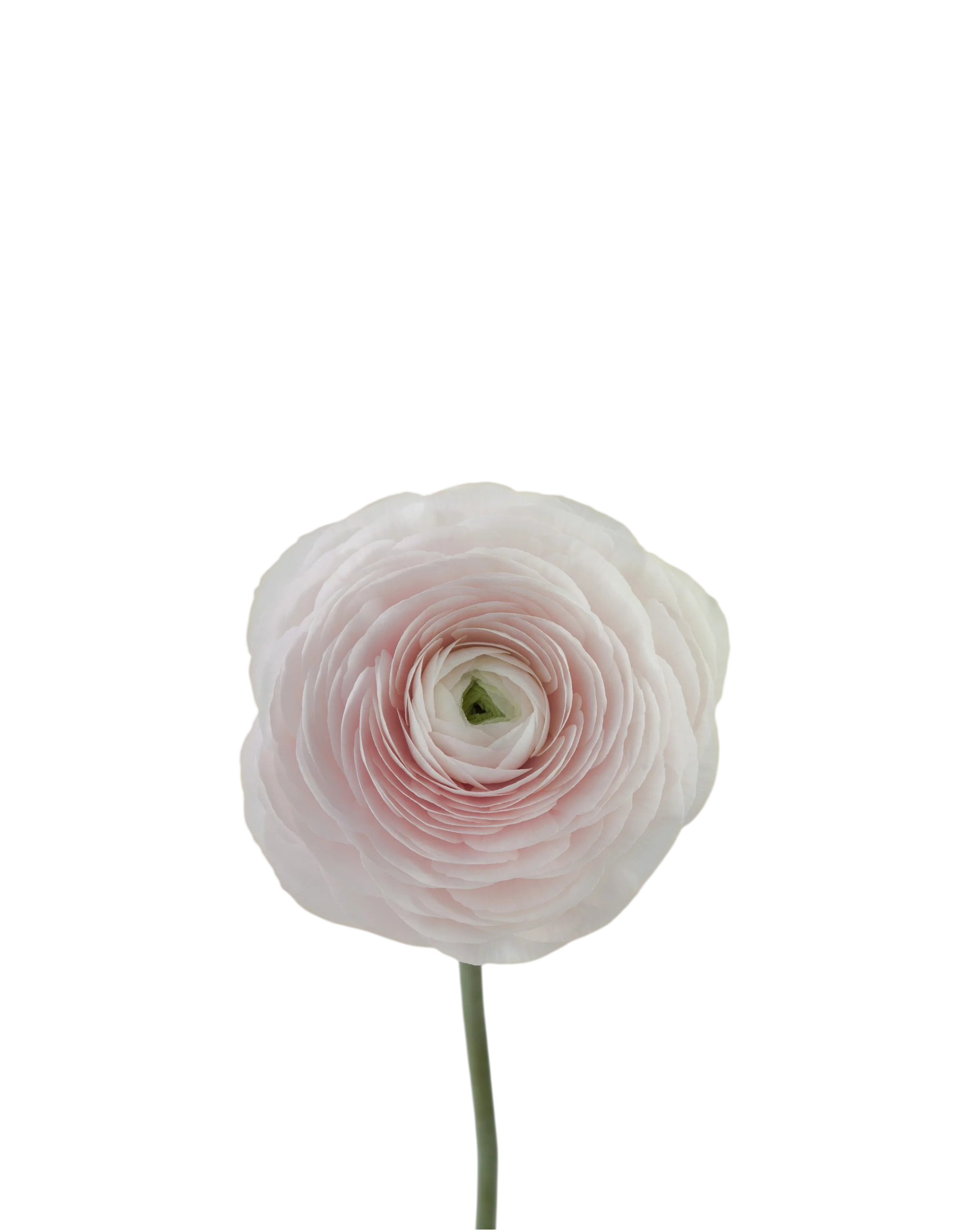Single pink ranunculus flower on a white background