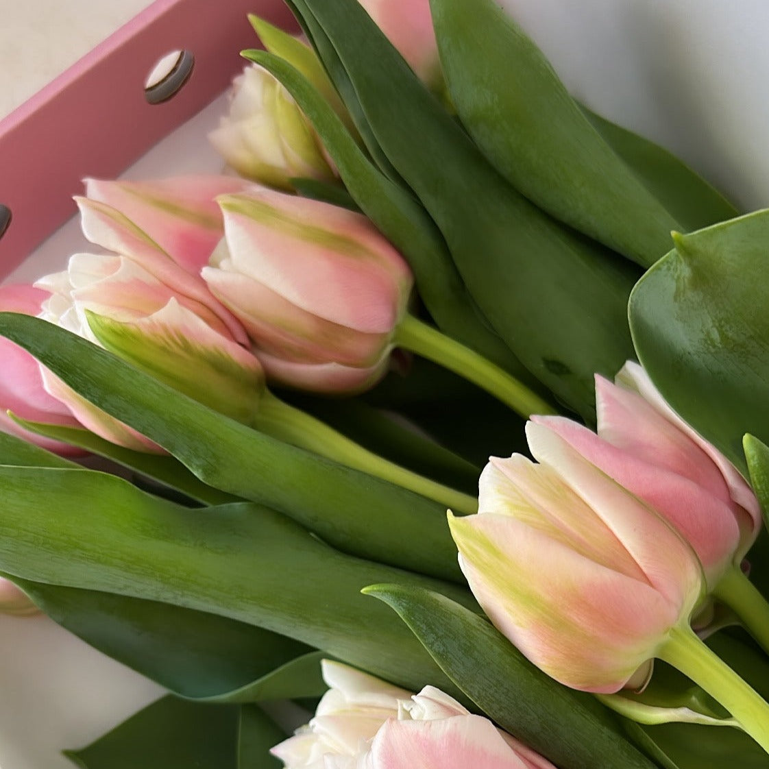 Tulips of the Week - FLOWERFIX