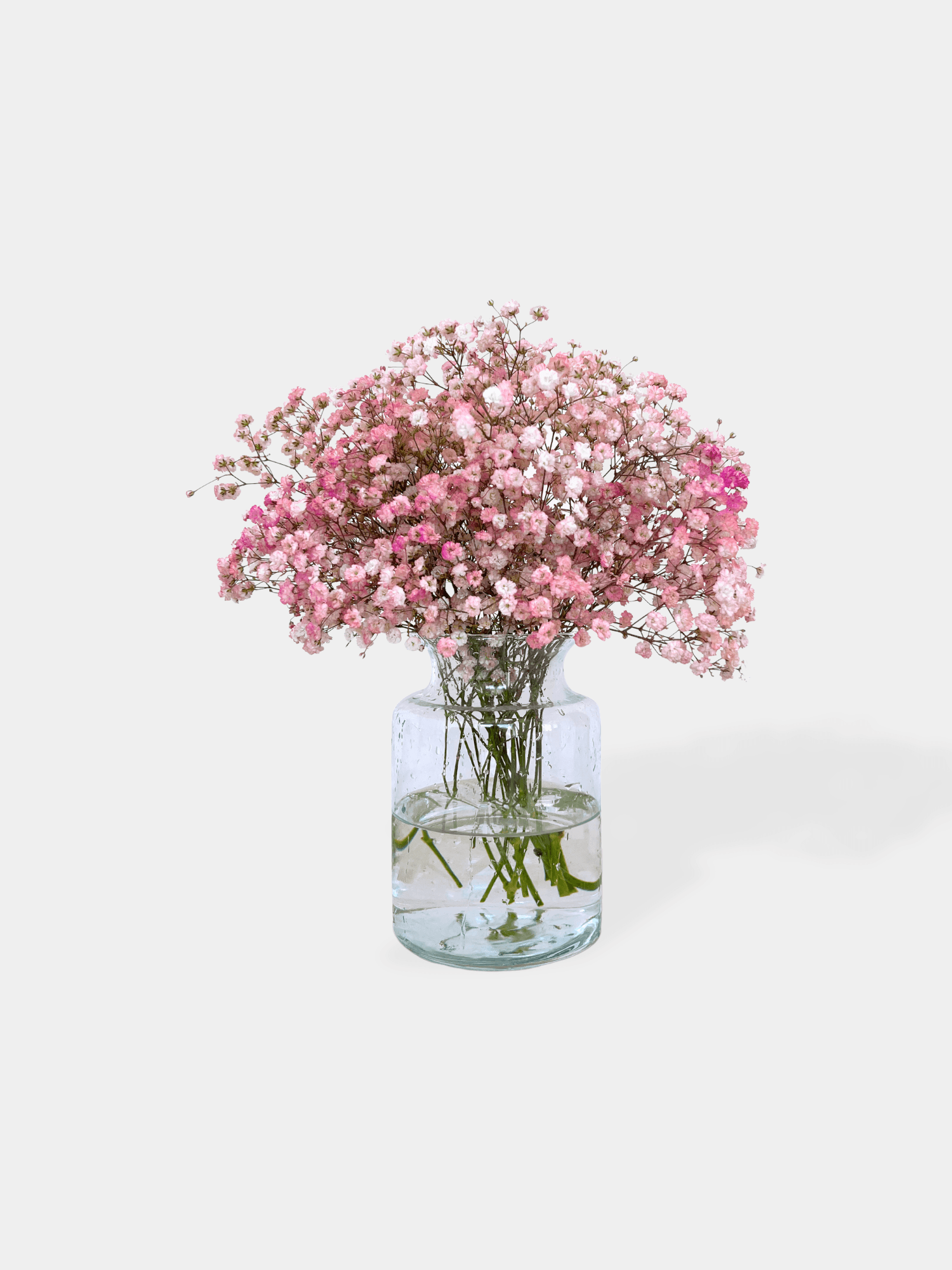 Clear glass vase with fresh pink baby's breath flowers on a white background
