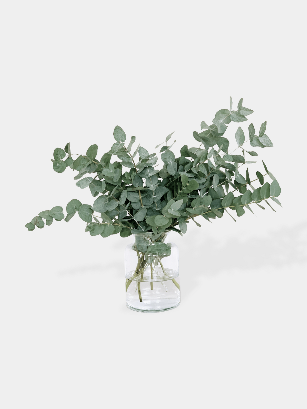 Eucalyptus Letterbox Flowers