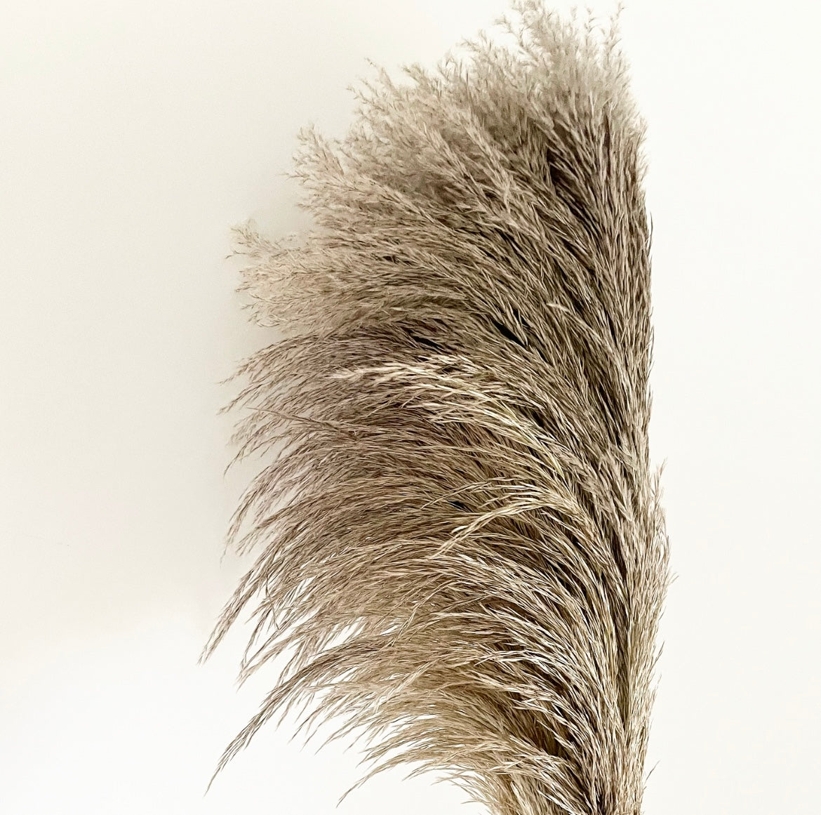 Pampas - Beige - Best Letterbox Flowers - Flowers Delivered - FLOWERFIX