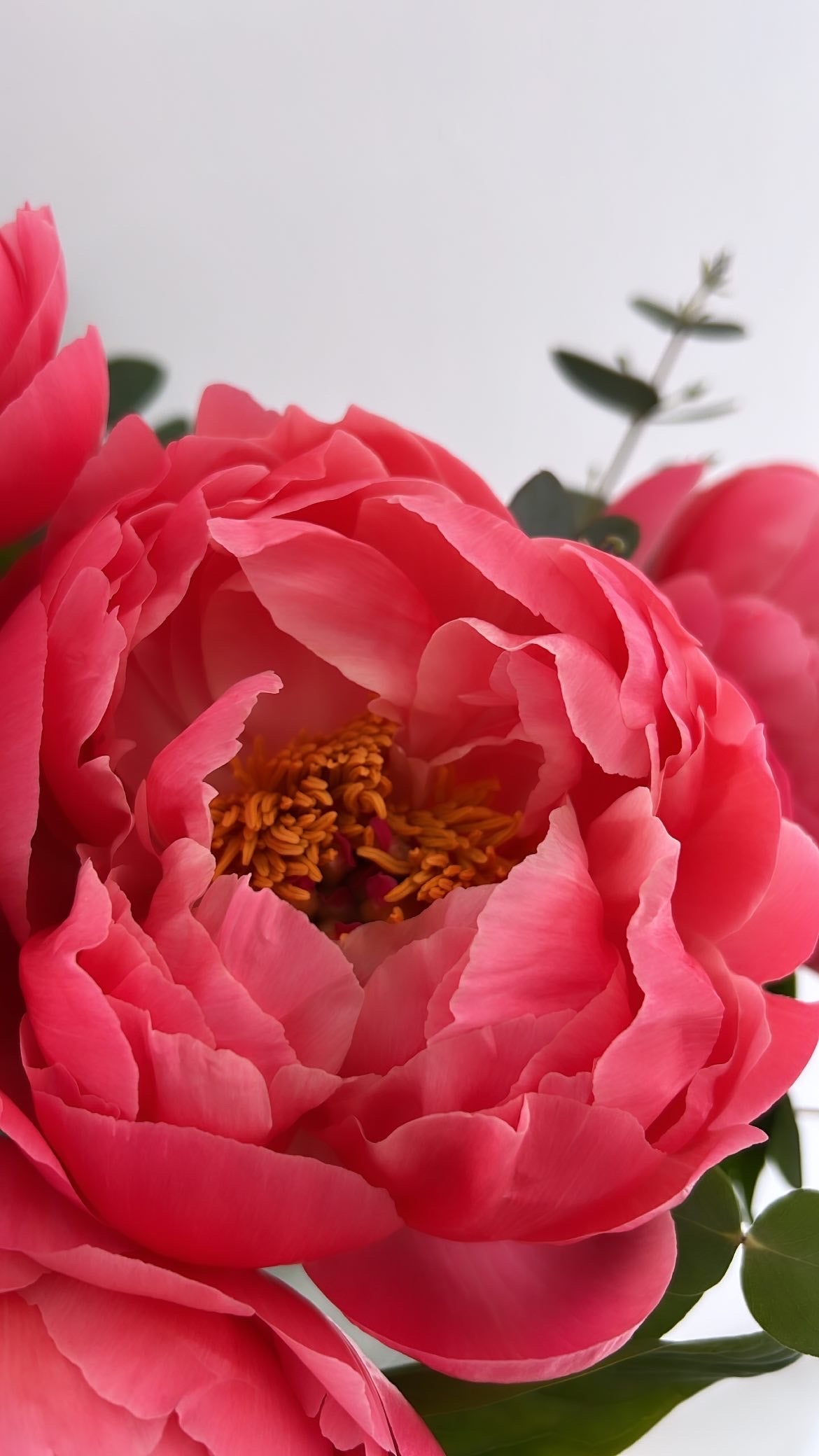 The Peony Bunch - FLOWERFIX