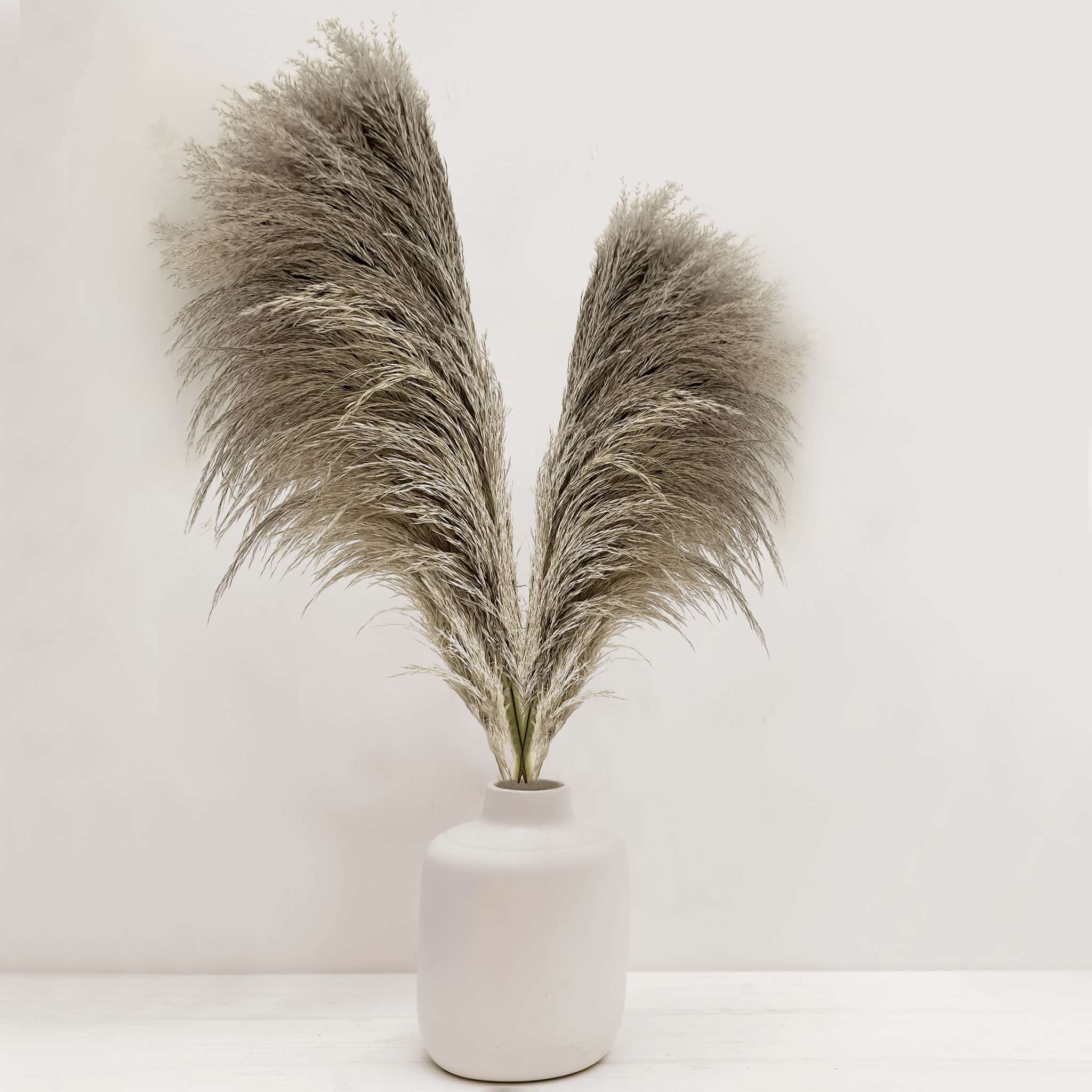Pampas - Beige x4 - Best Letterbox Flowers - Flowers Delivered - FLOWERFIX