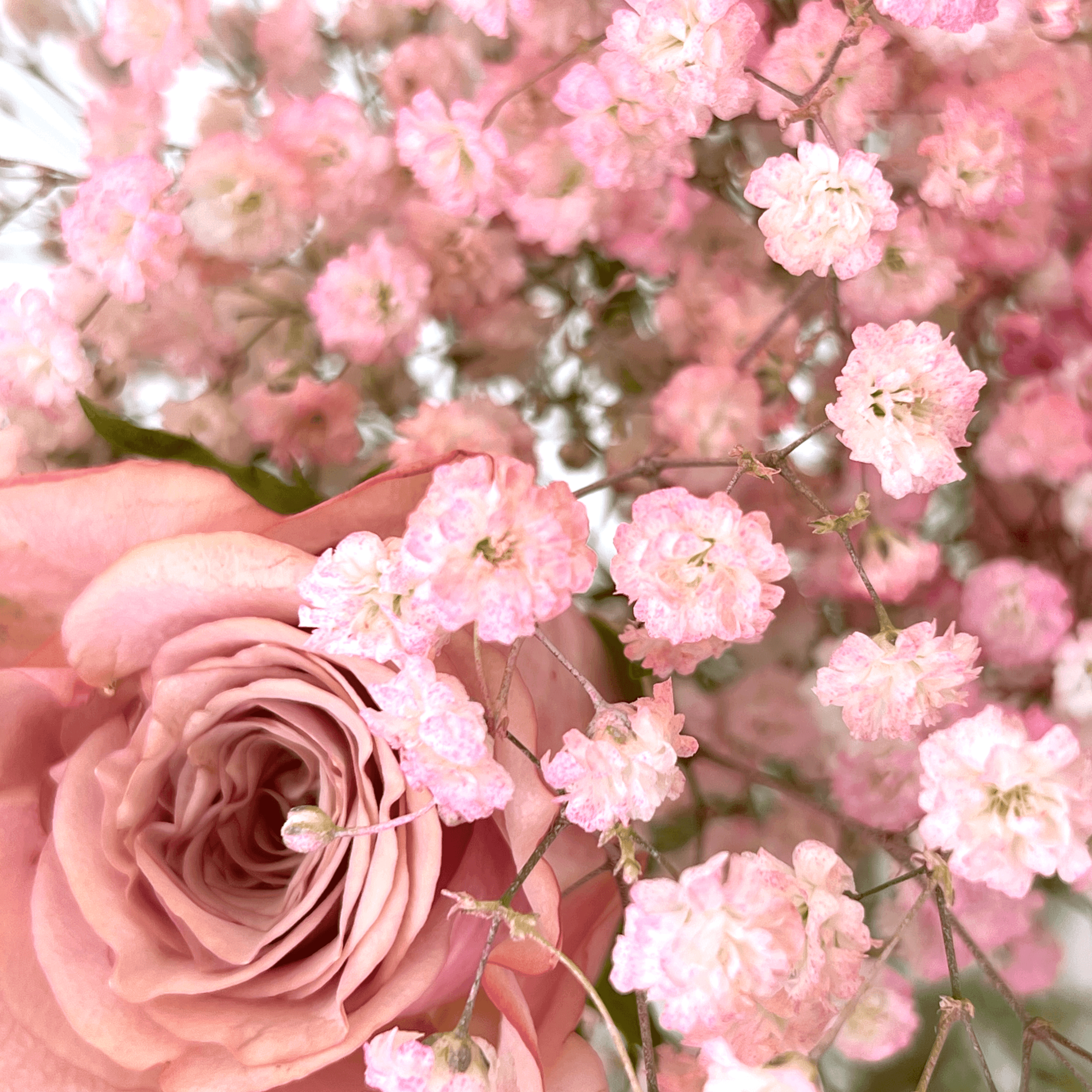 Close-up of pink roses and baby's breath flowers. The Princess Bunch | FLOWERFIX