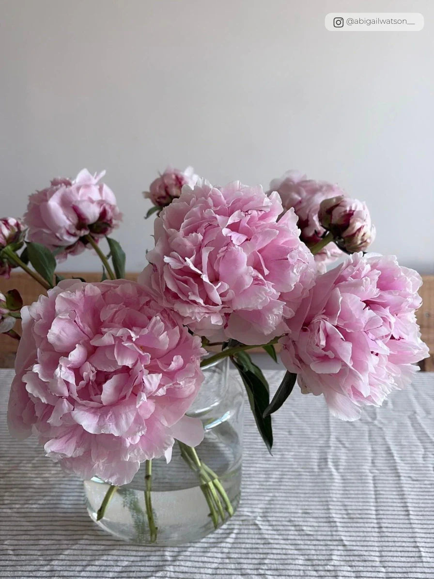 The Best Letterbox Flowers in the UK (2026 Guide)