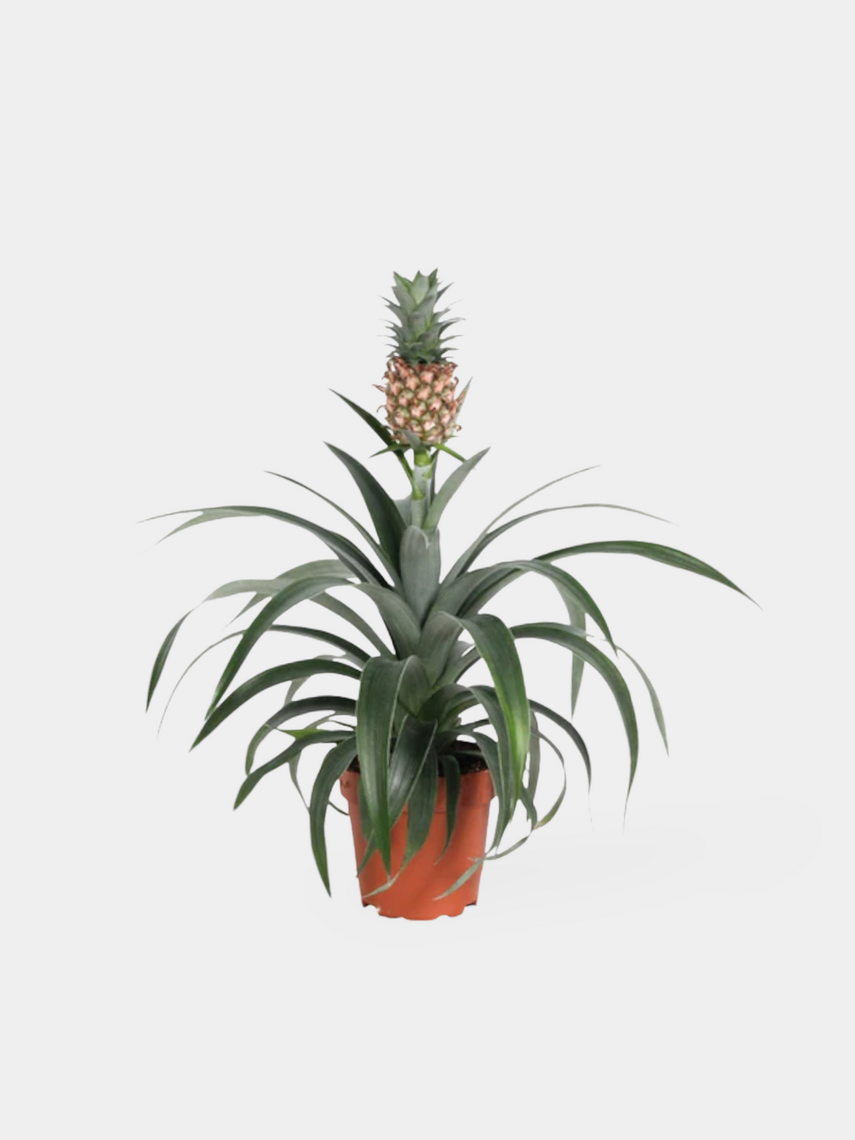 Ananas Plant Delivery | The Pineapple Plant