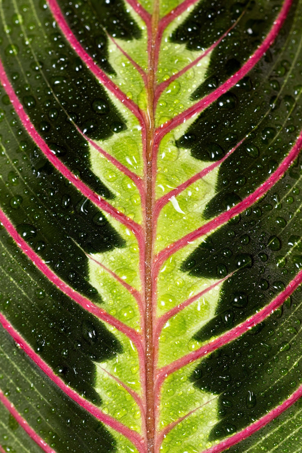 Pet Friendly Plants UK