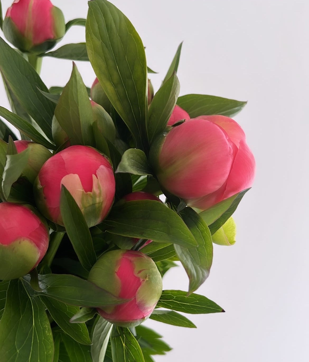 A Peony Cloud - FLOWERFIX