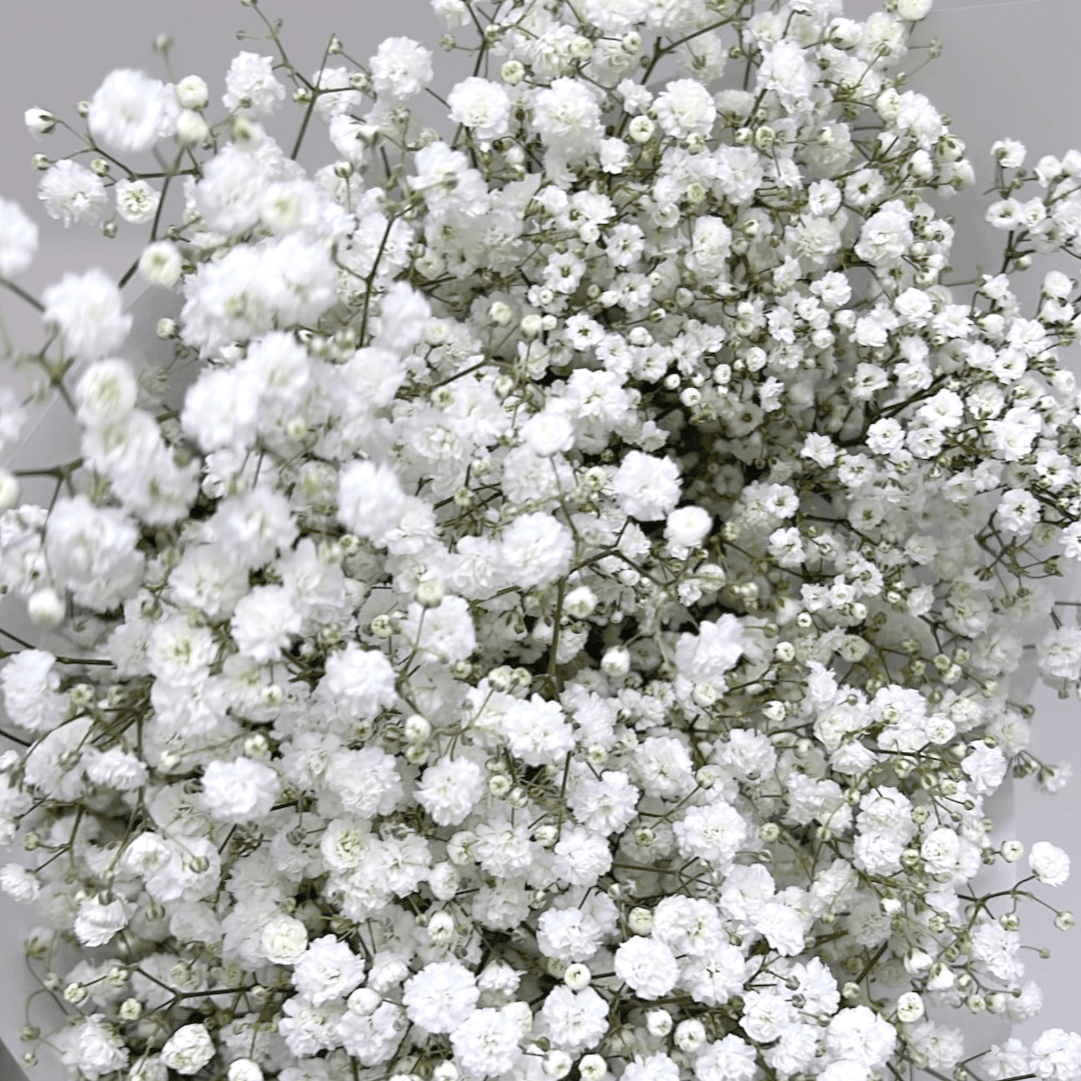 Send fresh baby's breath gypsophila bouquet UK delivery