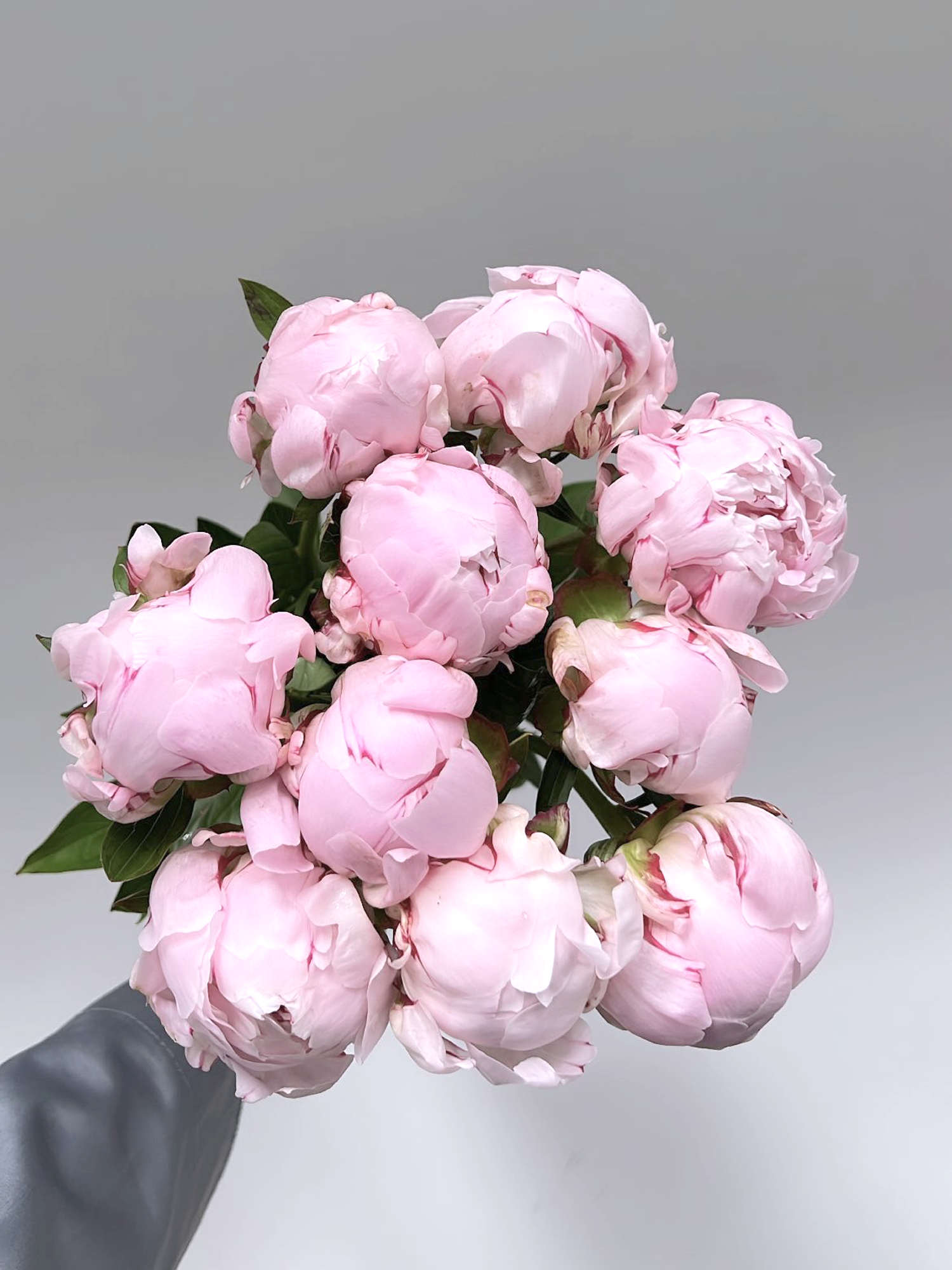 10 Pink Peonies - FLOWERFIX