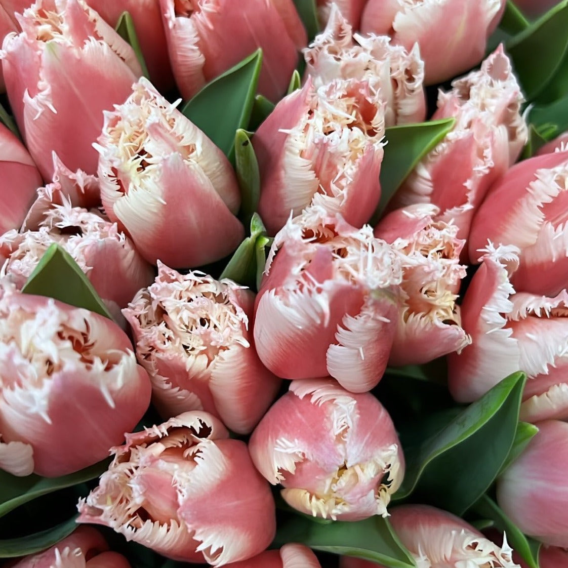 Fringed Tulips Delivery - FLOWERFIX