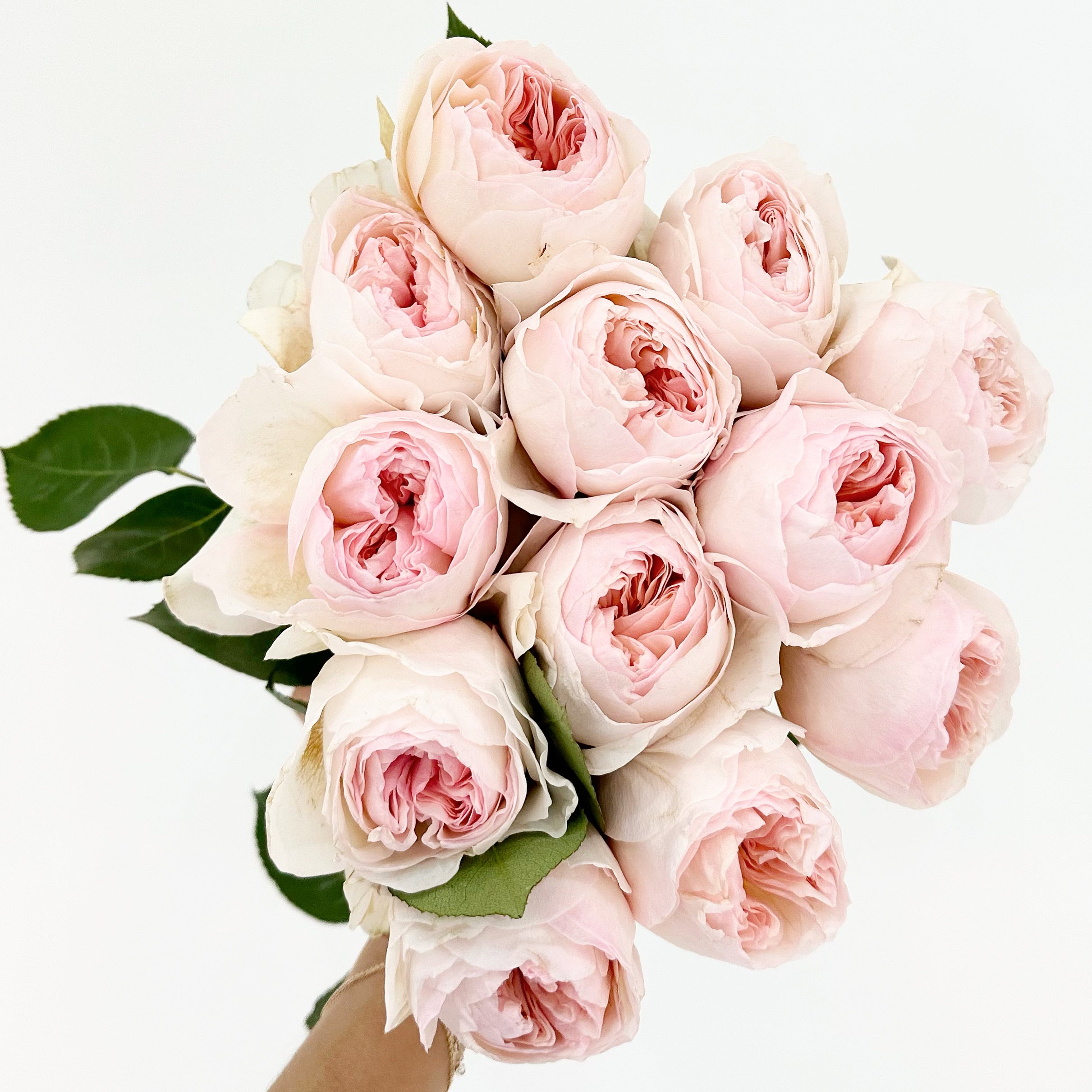 Delicious Roses - FLOWERFIX