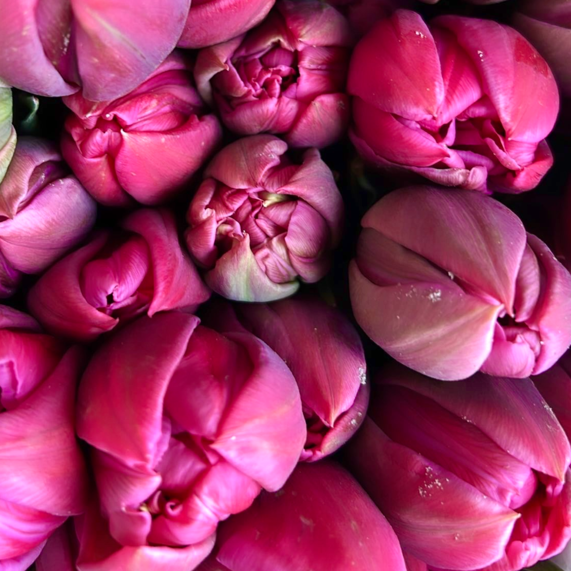 Parrot Tulips Delivery - FLOWERFIX