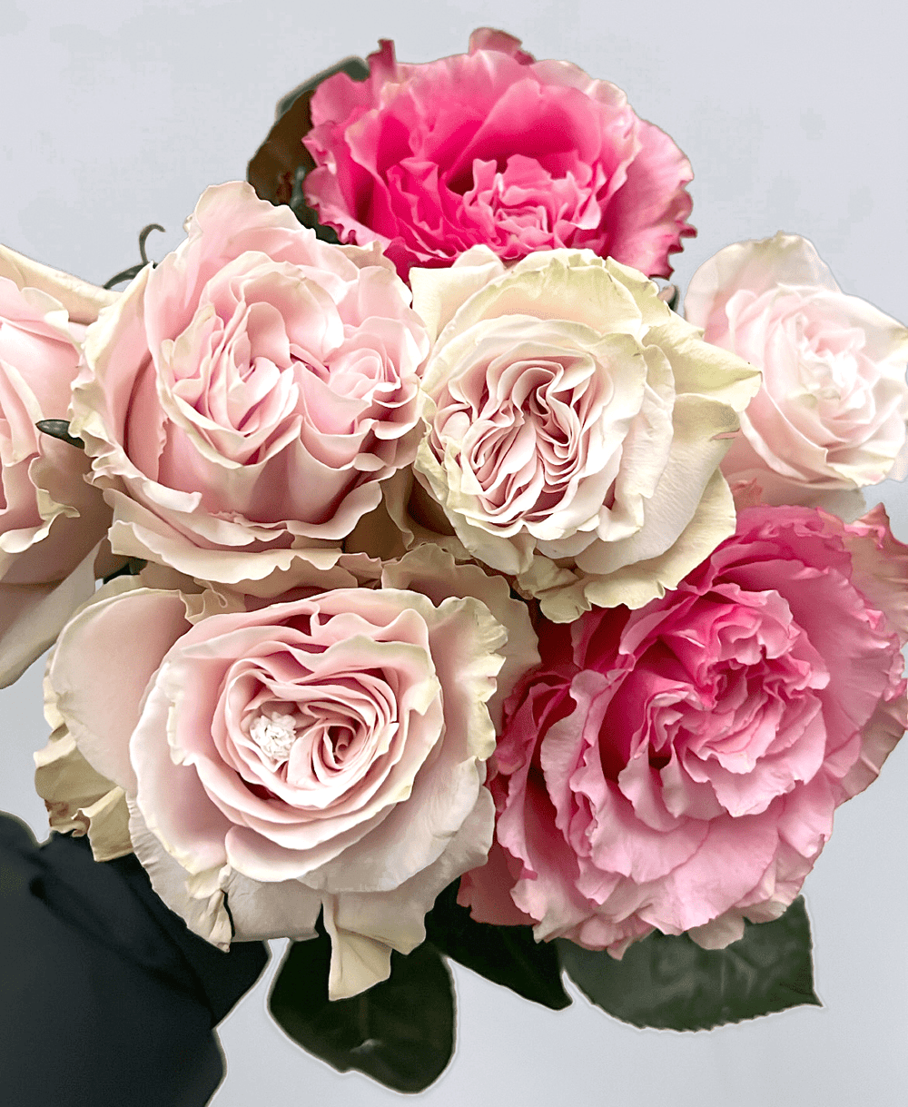 Luxury Roses by Post | Garden Rose Delivery | FlowerFix