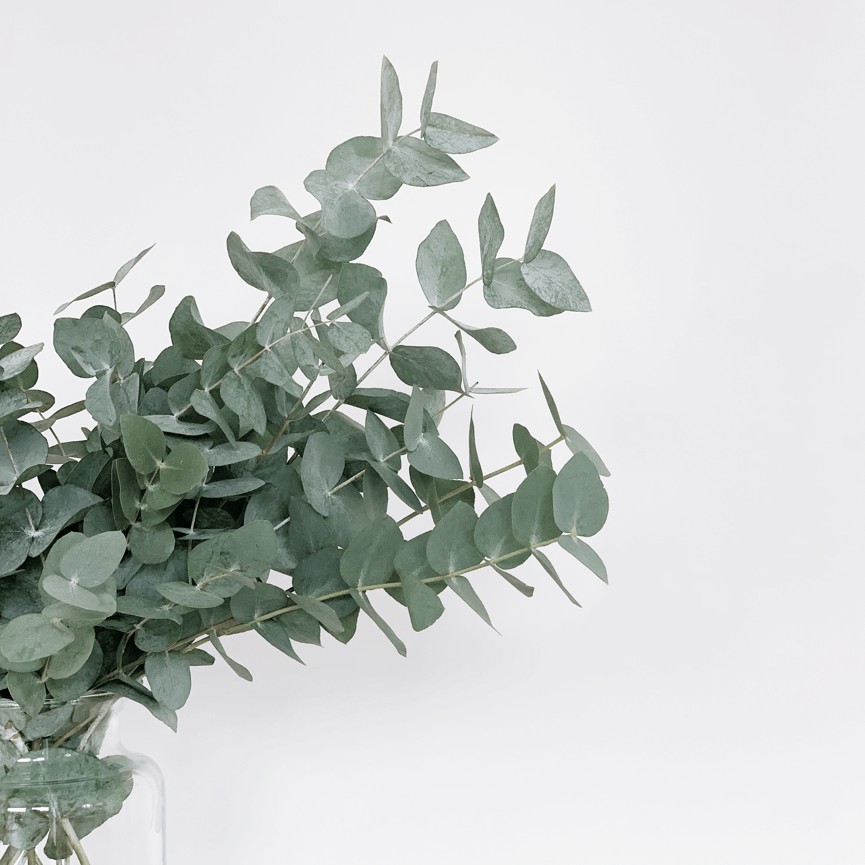 Cinerea Eucalyptus Delivery - A Botanical Bunch - Best Letterbox Flowers - Flowers Delivered - FLOWERFIX