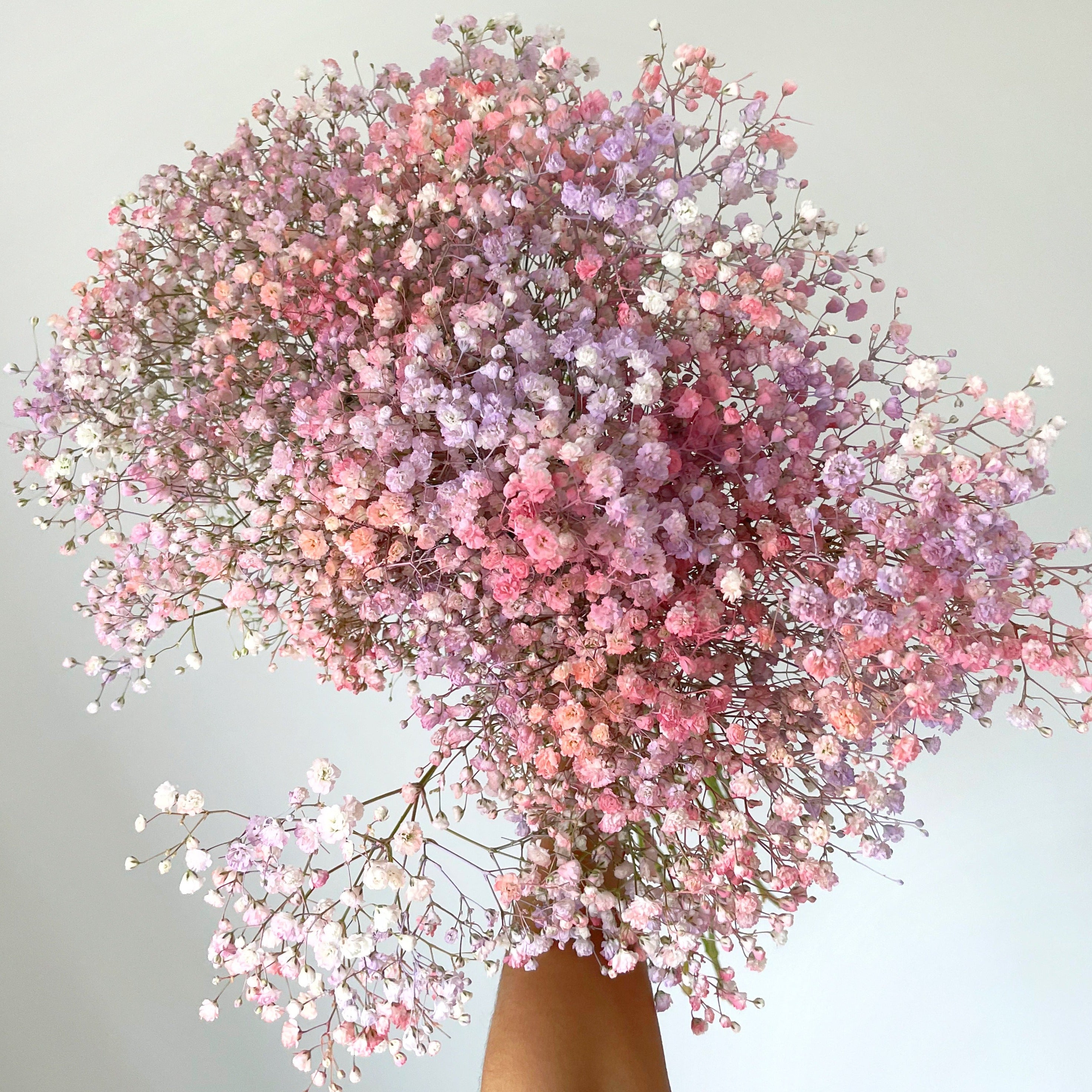 Baby's Breath - Best Letterbox Flowers - Flowers Delivered - FLOWERFIX