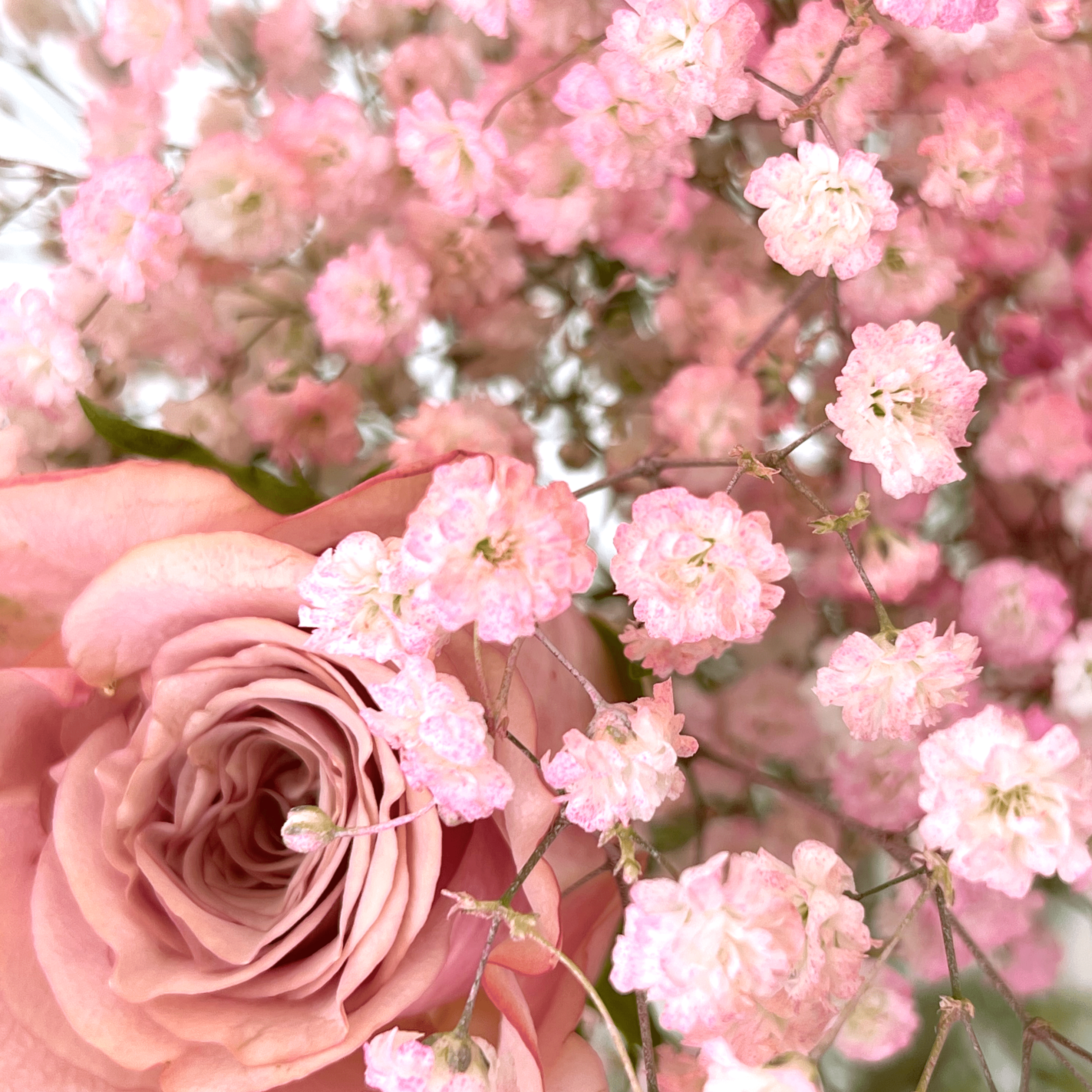 Pink rose delivery | gypsophila by post