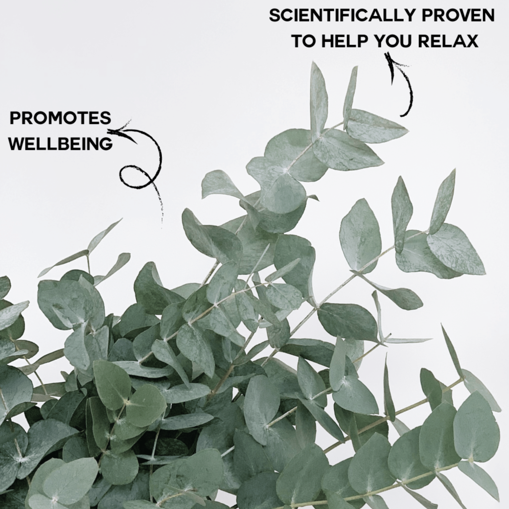 A Botanical Bunch - Best Letterbox Flowers - Eucalyptus Benefits- FLOWERFIX